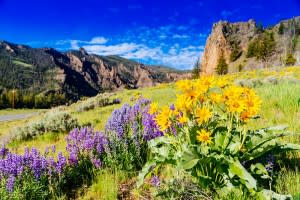 Montana wildflowers courtesy of Visit Big Sky-low res