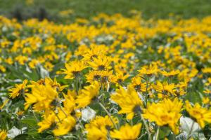 Arrowleaf Balsamroot