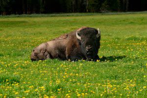 Bison Laying In Field | Shutterstock