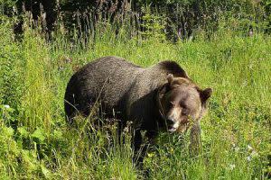 Grizzly Bear | Pixabay