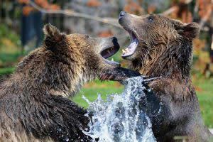 Grizzly Bears Playing | Pixabay Image