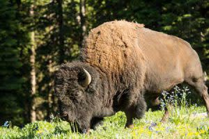 Bison | Photo: Lone Mountain Ranch