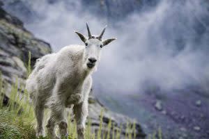mountain goats | Pixabay