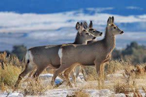 Three Mule Deer | Pixabay Image