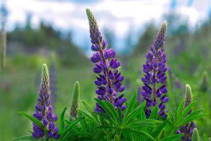 Lupine | Pixabay Image