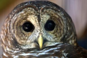 Close-up of Screech Owl at Peace River Wildlife Center