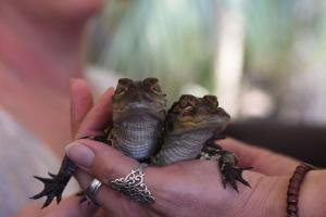 Hand holding two baby alligators at Babcock Ranch Eco Tours