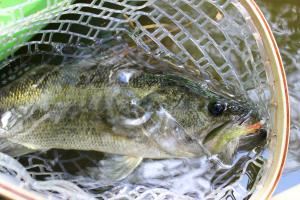 Bass Caught on a Fly While Fishing from a Kayak