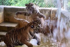 Tigers playing in their pool at Octagon Wildlife Sanctuary