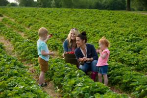 Two women with little kids picking strawberries at Huber's