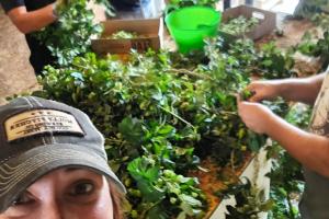 GEMS Hops Farm