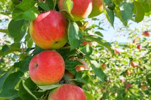 Generic Apple Orchard Unsplash