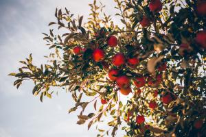 Generic Apple Orchard