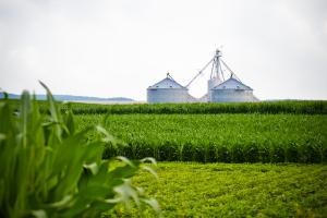 Farm Cornfield