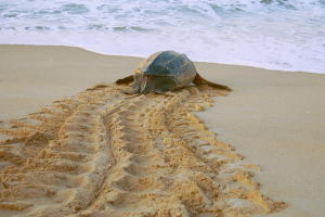 Sea turtle makes its way back to ocean after nesting on the beach