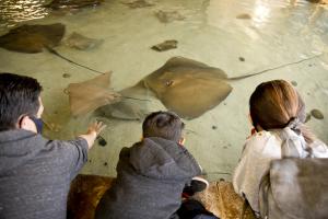individuals hands reaching out to touch stingray fish