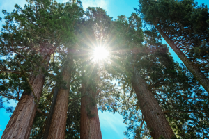 giant sequoia trees backlit by sunlight