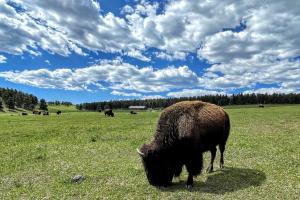 Buffalo Herd