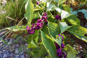 Berries growing in the wild