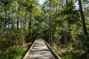 Boardwalk in Sandhill Crane Wildlife Refuge, Ocean Springs, MS