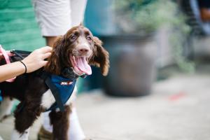 pup friendly