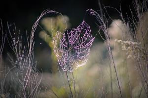 funnel web spiders