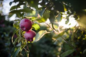 Apple Tree Sunlight