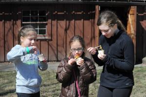 Maple Tasting