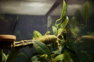 Reptiles at Cuba Exhibit