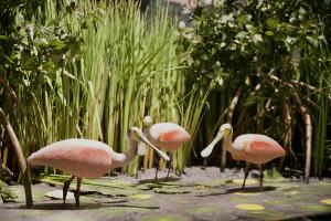 Flamingo at Cuba Exhibit
