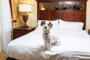 dog on a bed in a pet friendly hotel in mobile