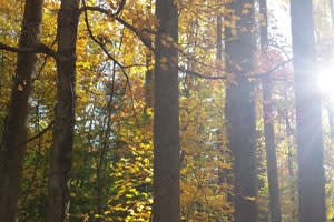 Trees