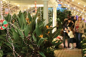 Buffalo and Erie County Botanic Gardens Holiday Happenings