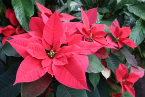 Buffalo and Erie County Botanical Gardens Holiday Happenings