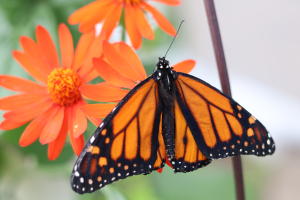 Butterfly Experience
