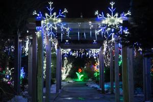 Holiday Lights in Bloom