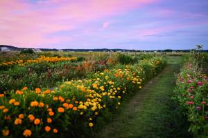 Horton's Flower Farm