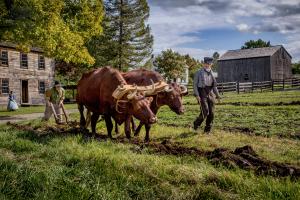 Oxen plowing (credit: Beth Kingston)
