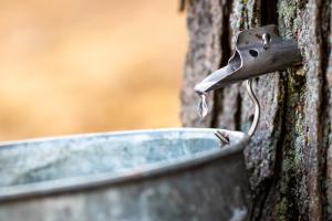 Sap Drip - Hudson Highlands Nature Museum