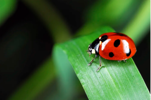 Ladybug