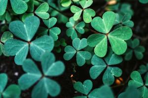 Shamrocks