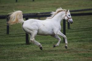 Tapit