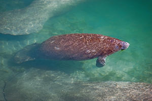 manatee