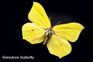 Yellow Brimstone Butterfly on a black background
