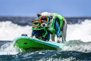 Dog Surfing