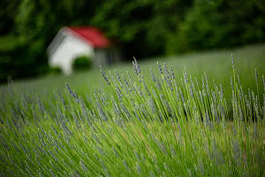 Bonnieheath Estate Lavender & Winery - 610 by 400