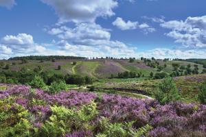 A beautiful display of heather, green hills, and blue skies, at Cannock Chase National Landscape, Staffordshire