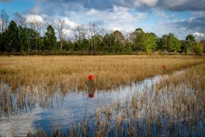 Crawfish pond