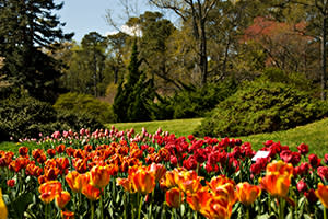 norfolkbotanicalgarden