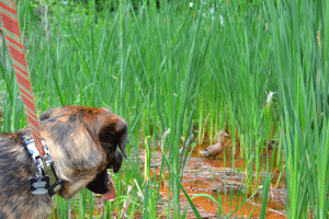 Remi at Hovey Pond Park